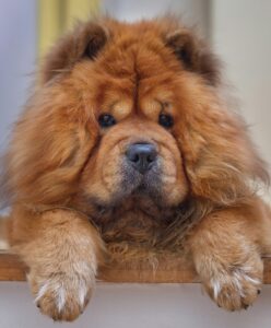 Close-up of a very fluffy chow dog's face. It's two front feet are draped over the end of a platform just below its head.